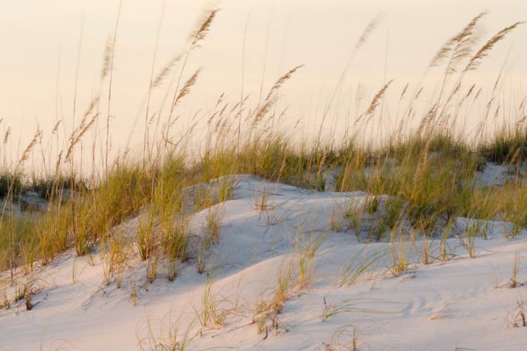 sand dunes with grasses blowing in the wind and sunset in the background with pink hues